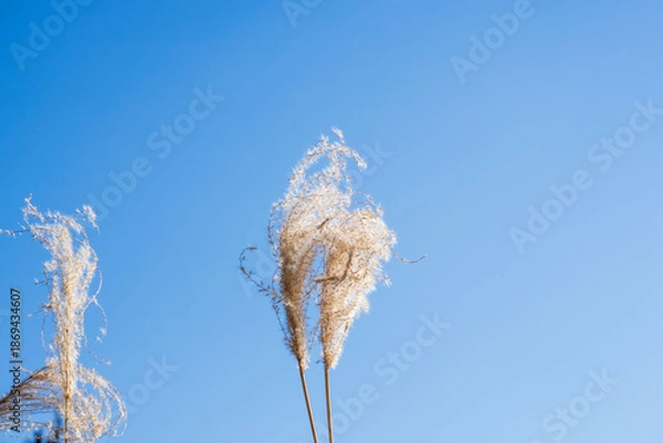 Obraz 冬の山 　輝くススキの穂と青空03