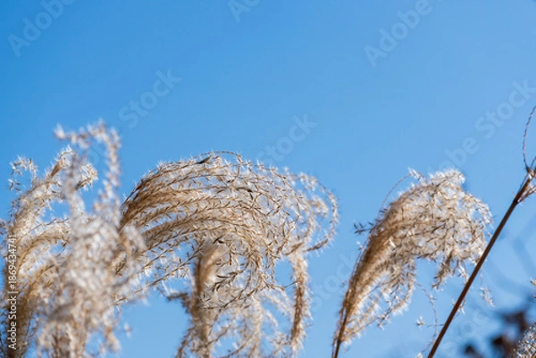Obraz 冬の山 　輝くススキの穂と青空02
