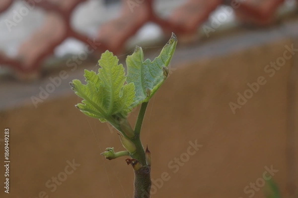 Obraz new life in spring