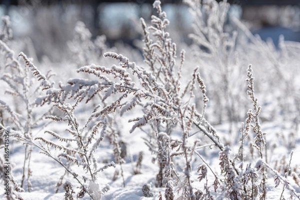 Obraz 하얀 눈이 내린 목초지