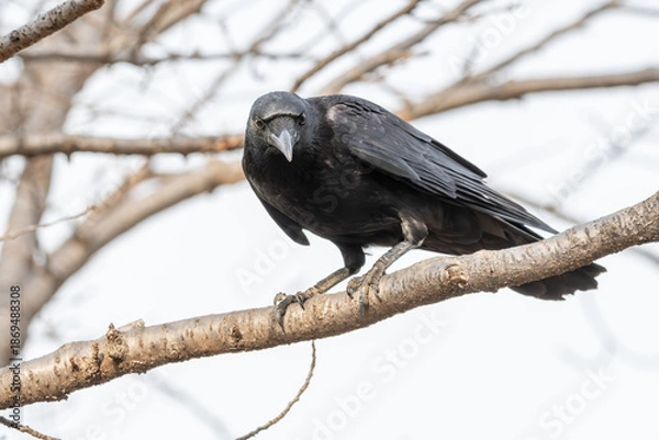 Obraz 木の枝から正面を見据える黒いハシブトガラスのクローズアップ
