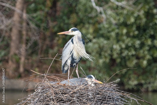 Obraz 水辺の巣に留まるつがいの瑞々しいアオサギと雛