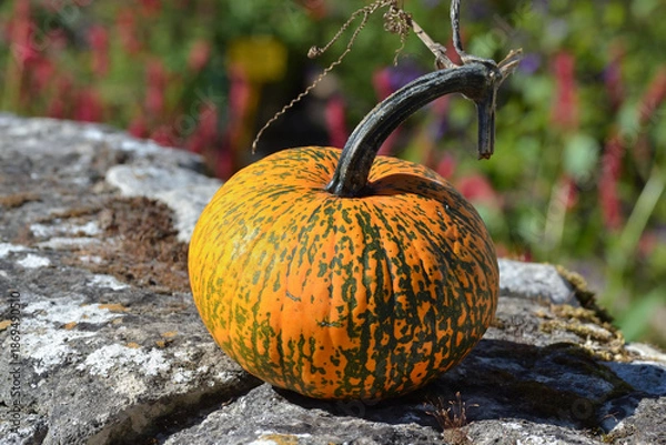 Fototapeta Cucurbitacée