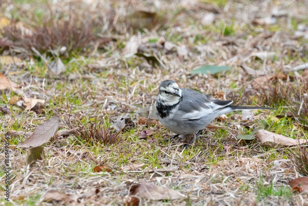 Obraz 冬の枯草の上で正面を向いて佇むハクセキレイの野鳥ポートレート