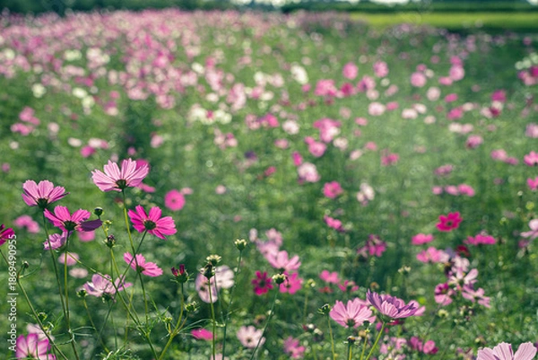 Fototapeta 爽やかな透明感のあるコスモス