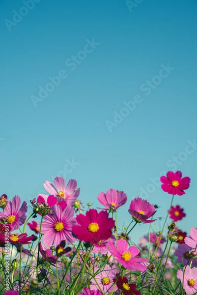 Fototapeta 鮮やかなお空とコスモス