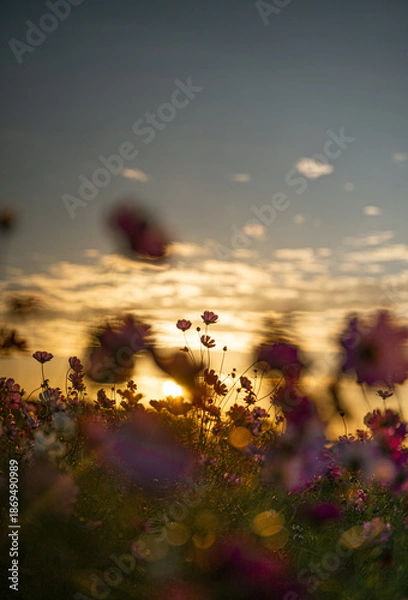 Fototapeta 朝焼けとコスモス