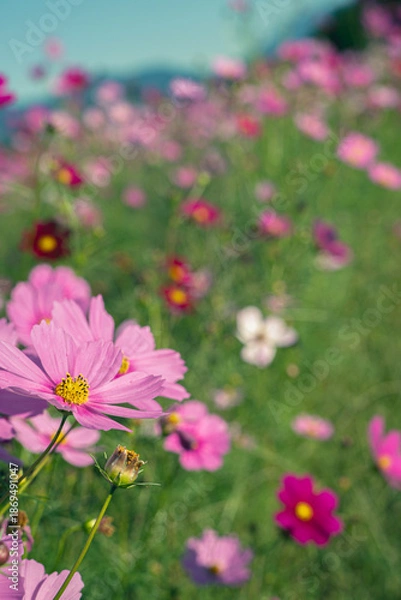 Fototapeta お昼間の色鮮やかなコスモス