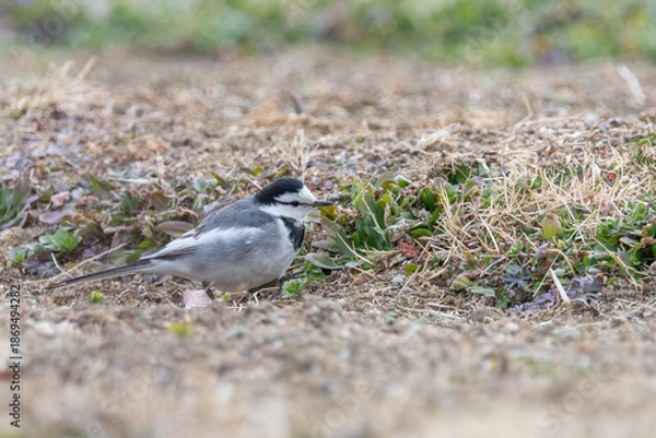 Obraz 冬の乾いた地面を歩く白と黒のコントラストが美しいハクセキレイ
