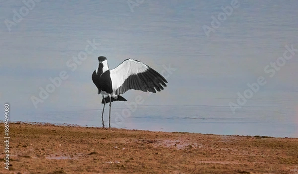 Obraz great blue heron