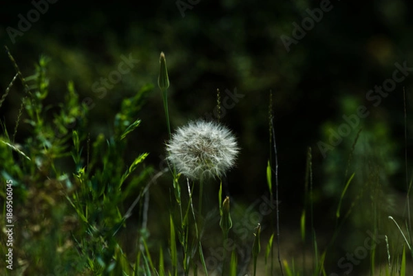 Obraz dandelion in the grass