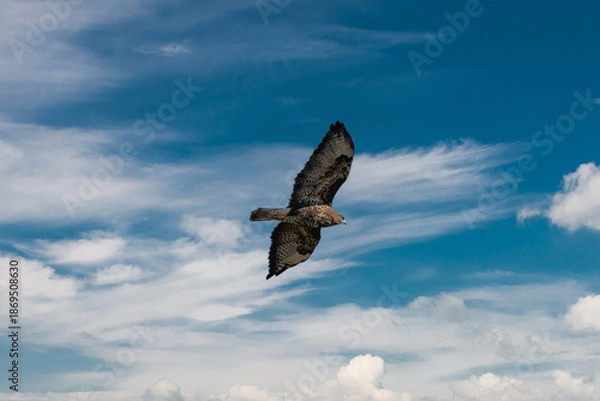 Obraz Common Buzzard Soaring In The Sky