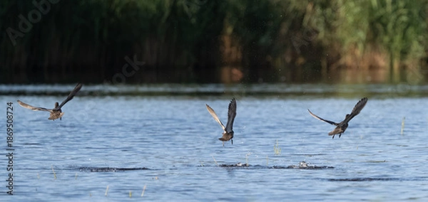 Obraz Three Green-Winged Teal Flying High