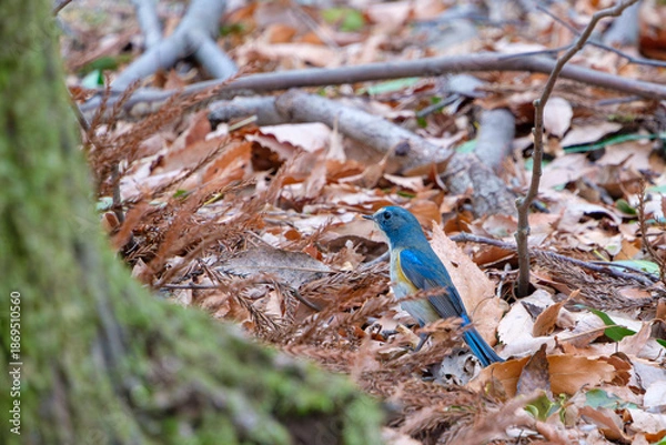 Obraz 冬の森の落ち葉の中で餌を探す鮮やかな青色のルリビタキ