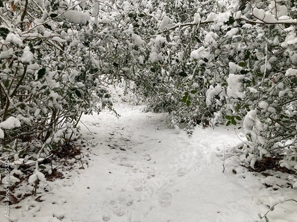 Obraz snow in the forest