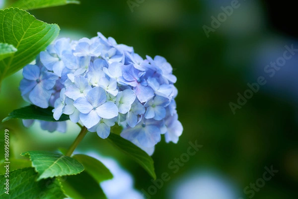 Fototapeta 薄暗い日陰に咲く美しい水色のホンアジサイ