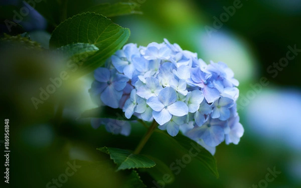 Fototapeta 薄暗い日陰に咲く美しい水色のホンアジサイ