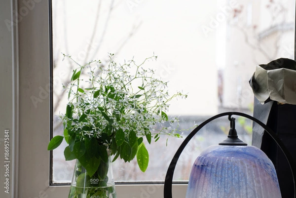 Obraz 窓辺の白いユーフォルビア
