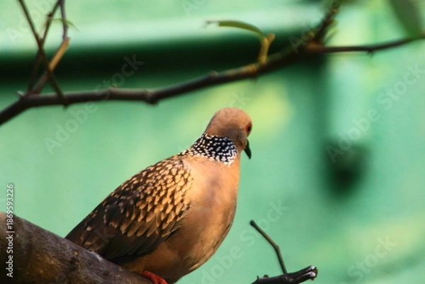 Obraz bird on branch