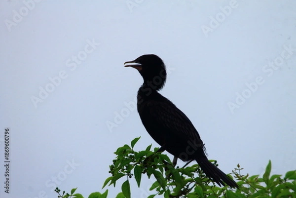 Obraz black crow on a branch