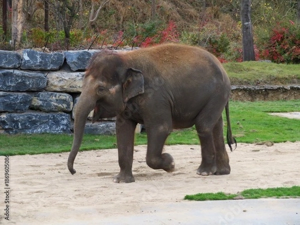 Fototapeta Eléphant