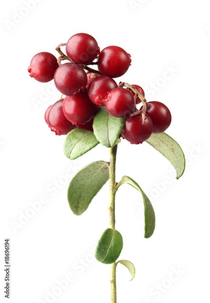 Obraz cranberry on white background