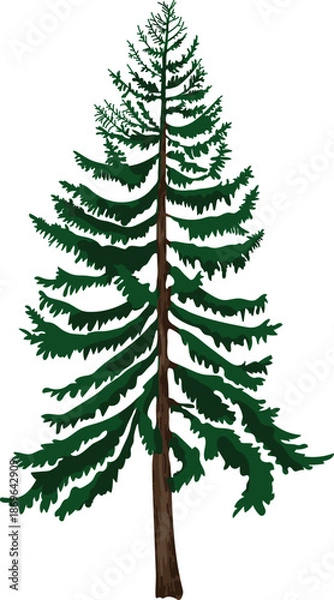 Obraz Mature spruce tree isolated on white background