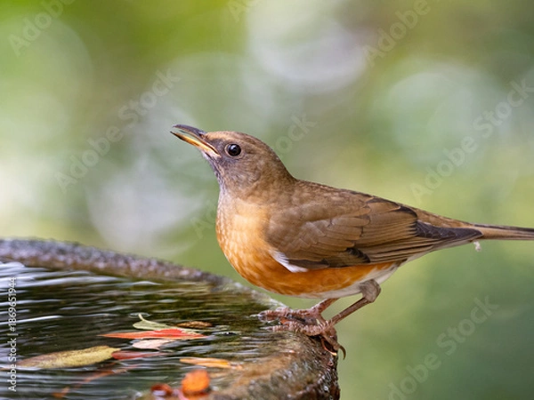 Obraz 水辺のアカハラ