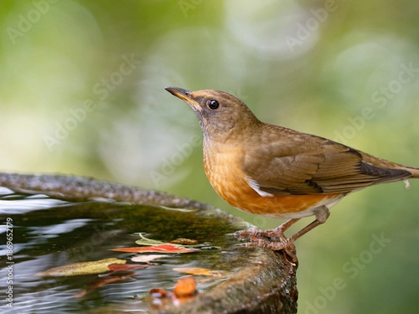 Obraz 水辺のアカハラ