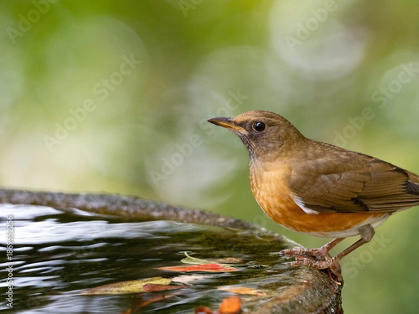 Obraz 水辺のアカハラ