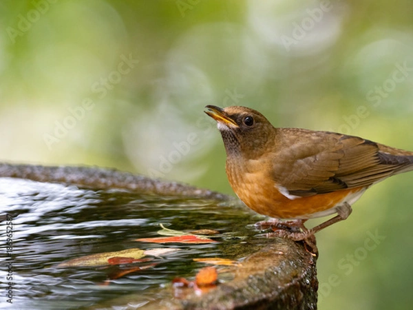 Obraz 水辺のアカハラ