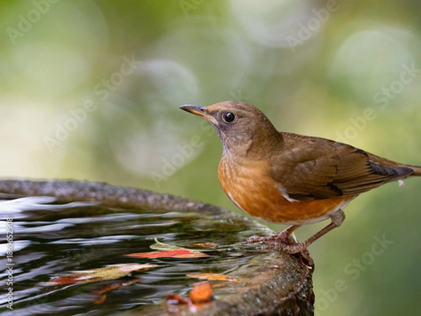 Obraz 水辺のアカハラ