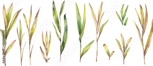 Obraz grass isolated on white background