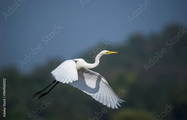 Obraz White Egret Flying