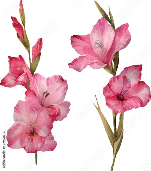 Obraz pink hibiscus flower isolated