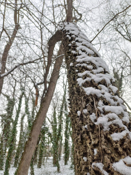 Obraz Quiet Winter Forest Natural Scene