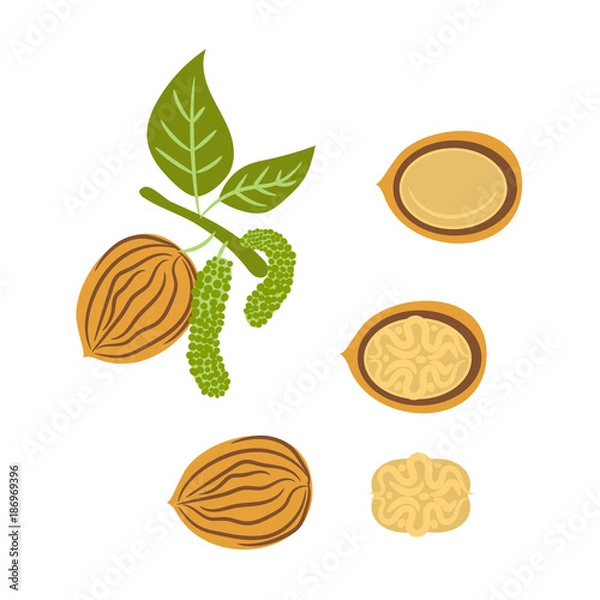 Fototapeta Walnut handdrawn vector illustration. Healthy raw snack.