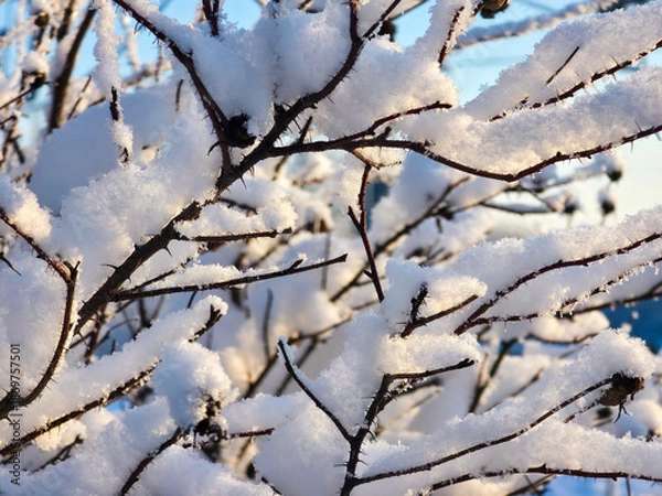 Obraz Snow covered branches