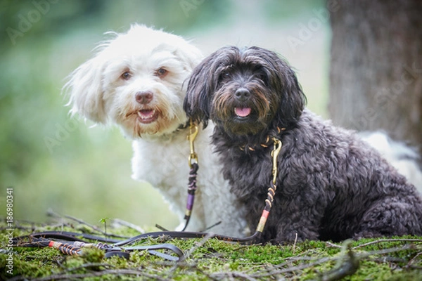 Fototapeta Portrait of two cute havanese dogs with dog leash sitting in forest and looking