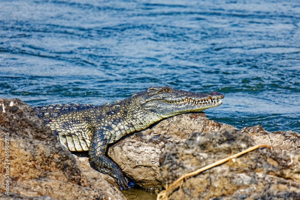 Fototapeta Nilkrokodil