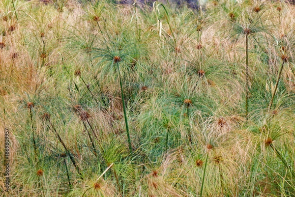 Fototapeta Echter Papyrus