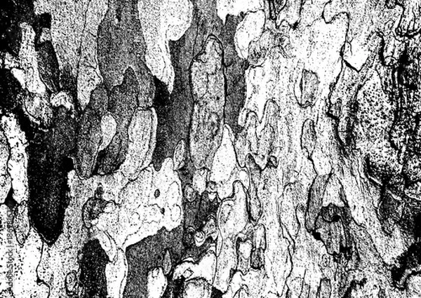 Fototapeta Large vector tree bark texture with a transparent background
