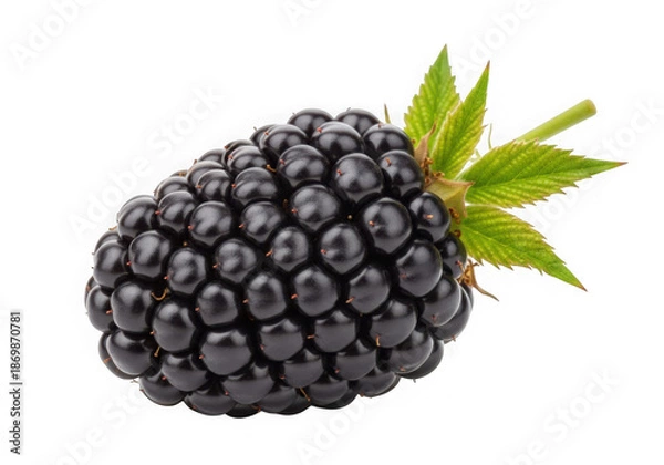 Obraz Blackberry with leaf isolated on transparent background