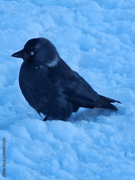 Obraz crow on the snow