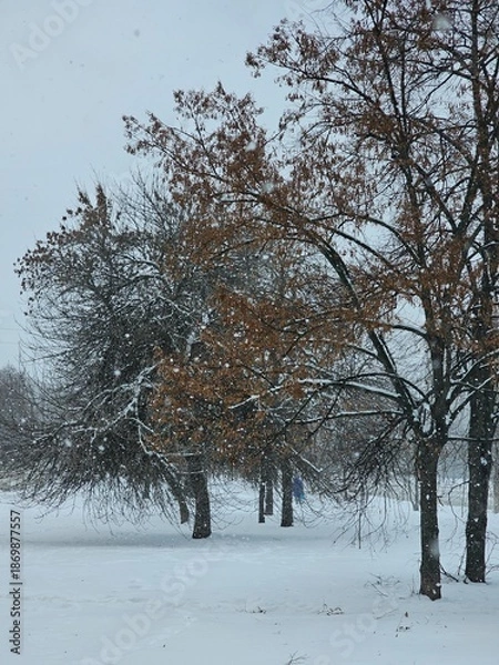 Obraz trees in winter
