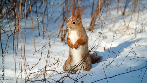 Fototapeta squirrel on a tree