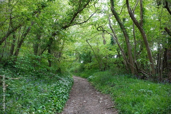 Obraz Path through a beautiful green leafy forest