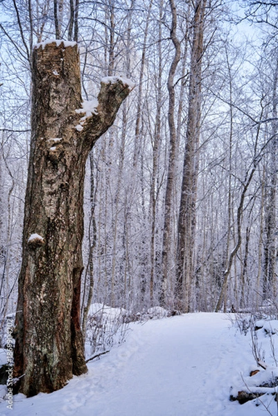 Fototapeta Massive trunk in forest