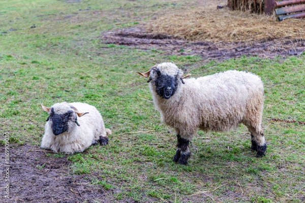 Obraz Two Valais Blacknose Sheep on Grass