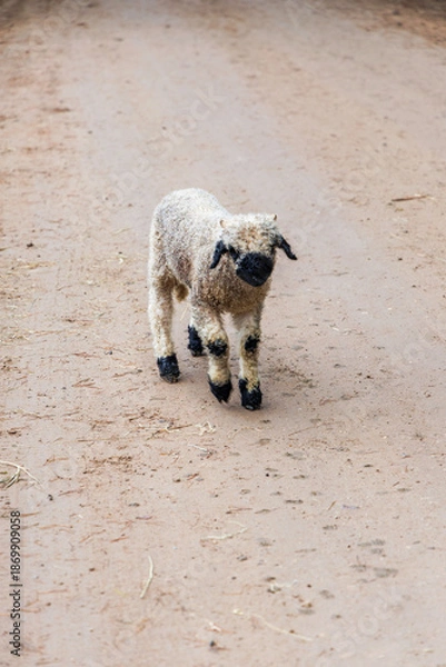 Obraz Young Valais Blacknose Lamb on Dirt Path